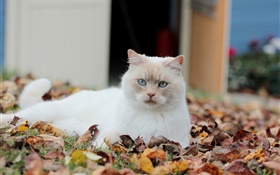 Gato branco, folhas HD Papéis de Parede
