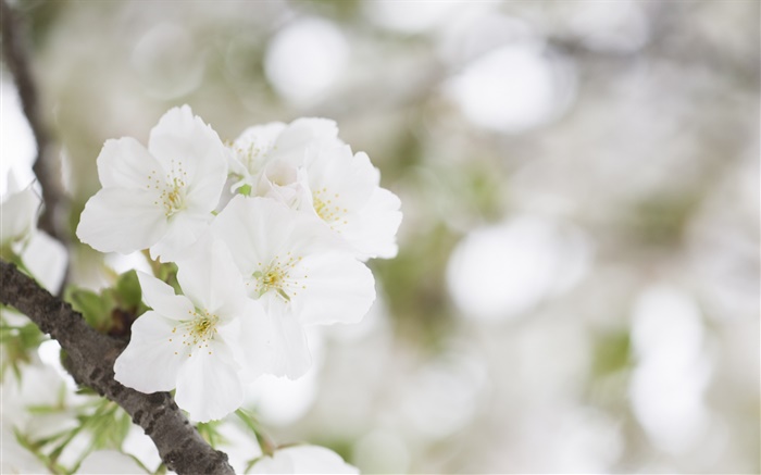 Flores de cerejeira brancas close-up Papéis de Parede, imagem
