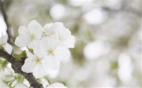 Flores de cerejeira brancas close-up HD Papéis de Parede