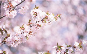 Flores de cerejeira brancas flor, bokeh HD Papéis de Parede