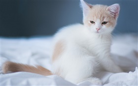 Branco gatinho bonito HD Papéis de Parede