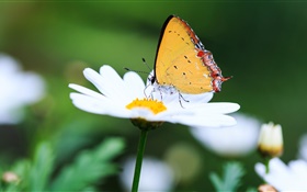 Margarida branca ea borboleta