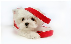 Cão branco com fita vermelha HD Papéis de Parede