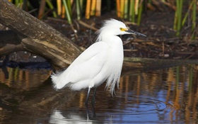 Branco pena de pássaro, lagoa HD Papéis de Parede