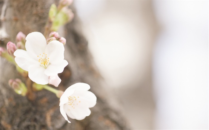 Flores brancas close-up, primavera Papéis de Parede, imagem