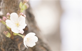 Flores brancas close-up, primavera HD Papéis de Parede