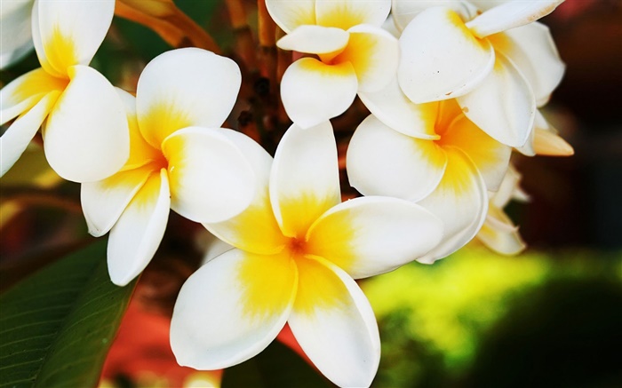 Janaúba flores brancas Papéis de Parede, imagem