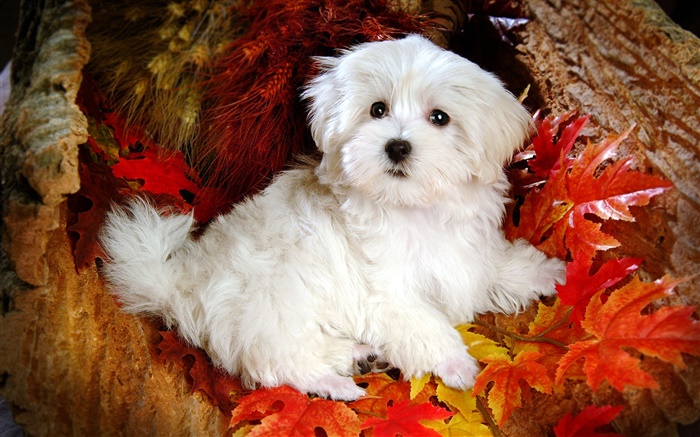 Branco cão peludo, folhas vermelhas Papéis de Parede, imagem