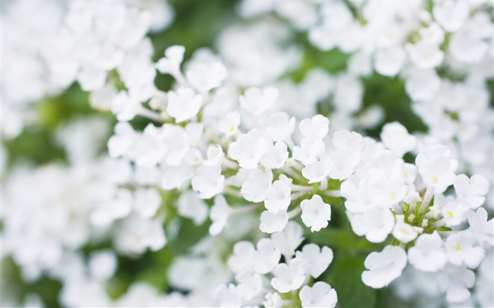 Flores brancas pequenas, borradas Papéis de Parede, imagem
