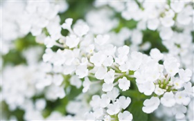 Flores brancas pequenas, borradas HD Papéis de Parede