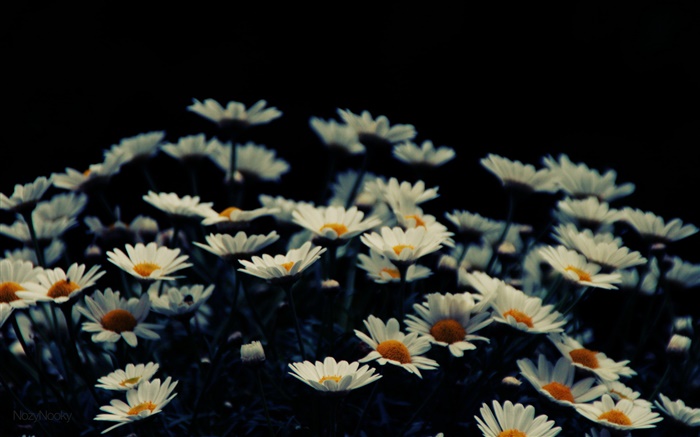 Flores brancas pequenas, bokeh Papéis de Parede, imagem
