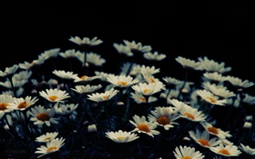 Flores brancas pequenas, bokeh