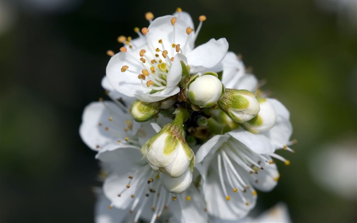 Pêra flores brancas close-up Papéis de Parede, imagem