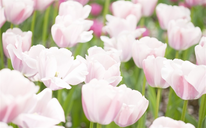 Cores rosa White Tulip flores Papéis de Parede, imagem