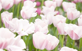 Cores rosa White Tulip flores HD Papéis de Parede