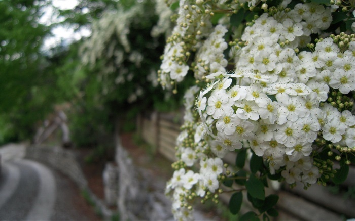 Flores brancas da rosa multiflora Papéis de Parede, imagem