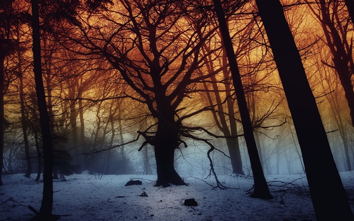 Inverno, floresta, árvores, amanhecer Papéis de Parede, imagem