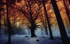 Inverno, floresta, árvores, amanhecer