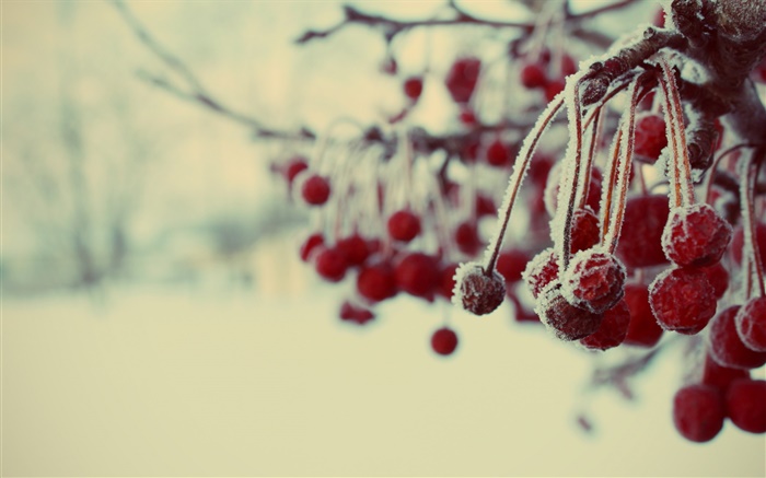 Inverno, bagas vermelhas, neve, embaçada Papéis de Parede, imagem