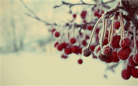Inverno, bagas vermelhas, neve, embaçada HD Papéis de Parede