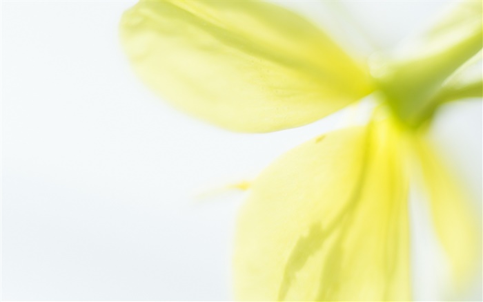Pétalas de flores amarelas close-up, borrada Papéis de Parede, imagem