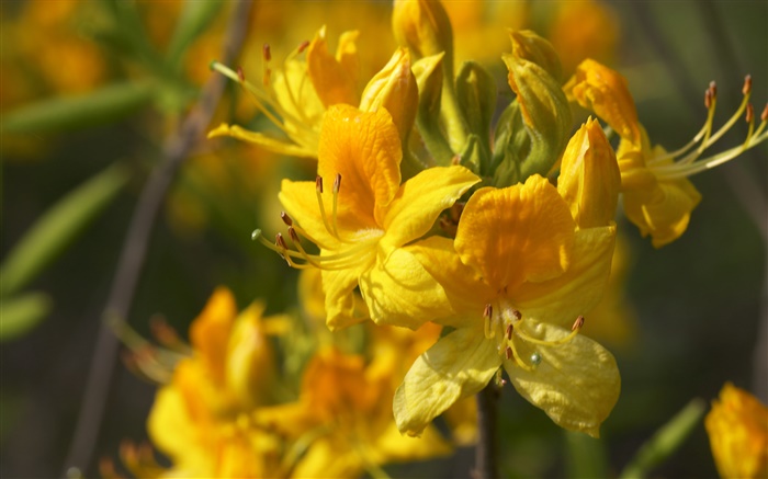 Flores amarelas macro close-up Papéis de Parede, imagem