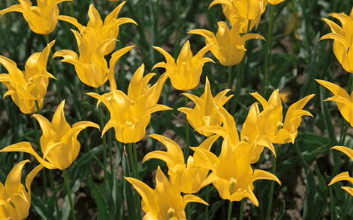 Flores amarelas, tulipa close-up Papéis de Parede, imagem