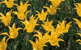 Flores amarelas, tulipa close-up HD Papéis de Parede