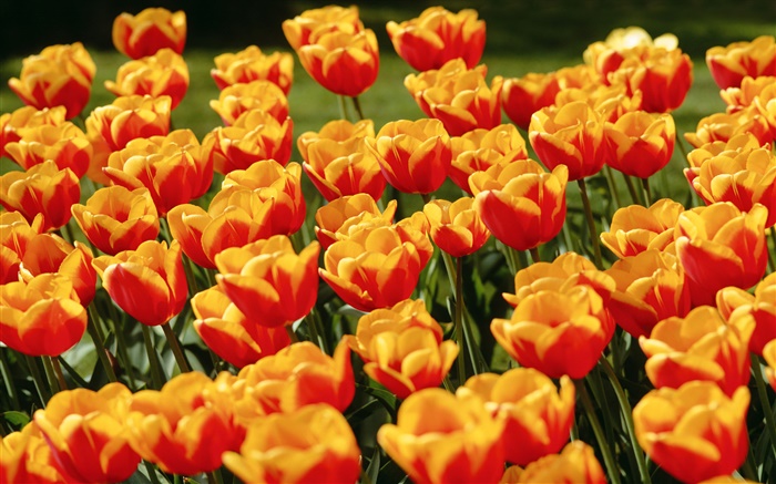 Amarelas flores vermelhas da tulipa Papéis de Parede, imagem