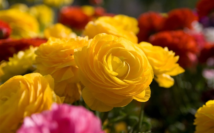 Rosa amarela flores close-up Papéis de Parede, imagem