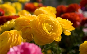 Rosa amarela flores close-up HD Papéis de Parede