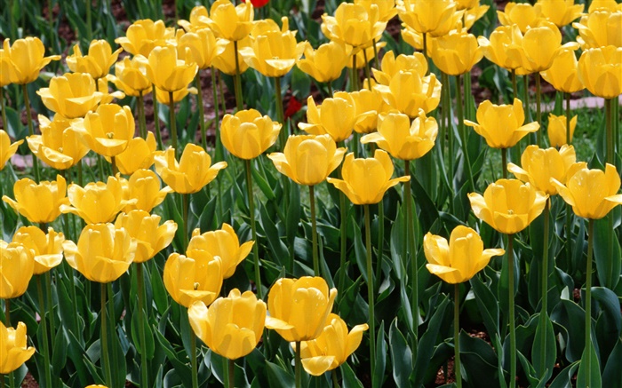 Tulipas amarelas, close-up flores Papéis de Parede, imagem