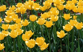 Tulipas amarelas, close-up flores HD Papéis de Parede