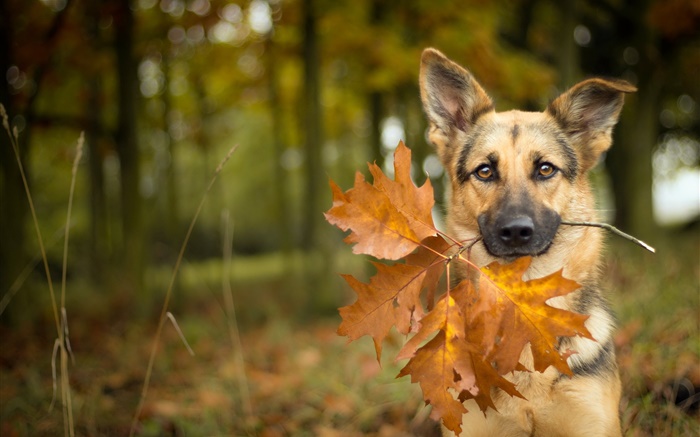 Outono, cão, folhas, bokeh Papéis de Parede, imagem