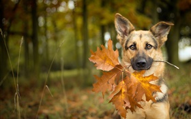 Outono, cão, folhas, bokeh
