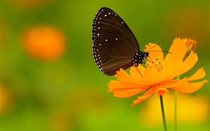 Borboleta preta, flor de laranjeira Papéis de Parede, imagem