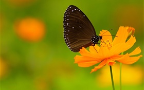 Borboleta preta, flor de laranjeira HD Papéis de Parede