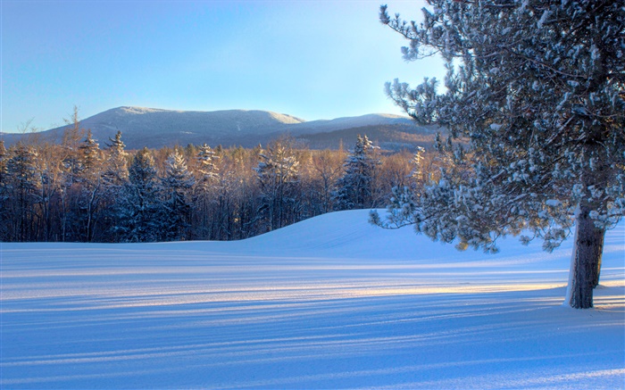 Pão Pão, neve, árvores, inverno, Vermont, EUA Papéis de Parede, imagem