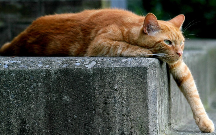 Brown gato cor, pata, escada Papéis de Parede, imagem