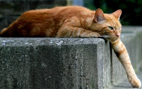 Brown gato cor, pata, escada HD Papéis de Parede