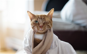 gato vestindo pijamas HD Papéis de Parede