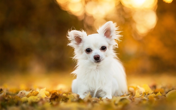 Cão da chihuahua, filhote de cachorro branco, folhas, bokeh Papéis de Parede, imagem