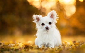Cão da chihuahua, filhote de cachorro branco, folhas, bokeh