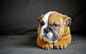 Inglês bulldog bonito, filhote de cachorro HD Papéis de Parede