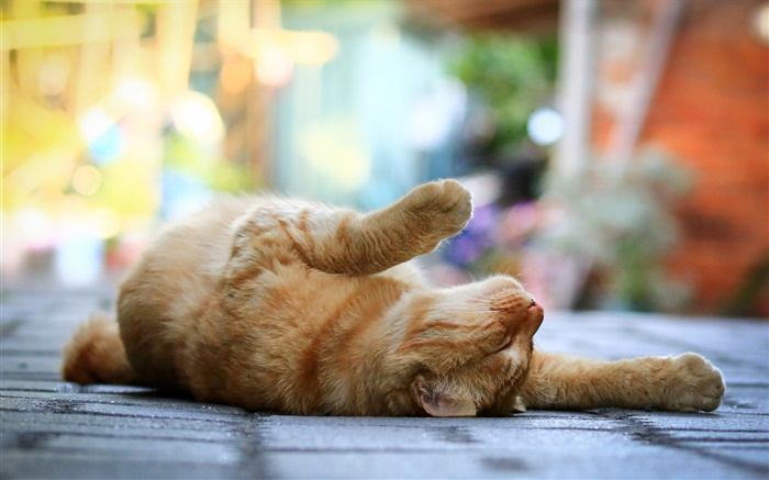 Gato bonito, dormir deitado, pernas, calçada, bokeh Papéis de Parede, imagem