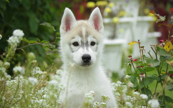 Cão bonito, filhote de cachorro, bokeh Papéis de Parede, imagem