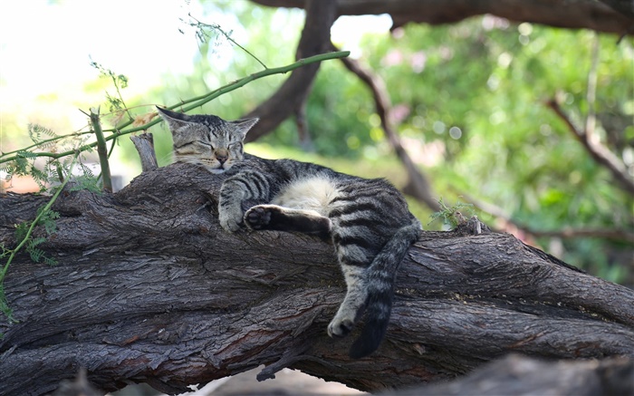 Gatinho bonito do sono, descanso, árvore Papéis de Parede, imagem