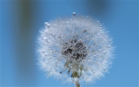 Dandelion close-up, gotas de água, orvalho