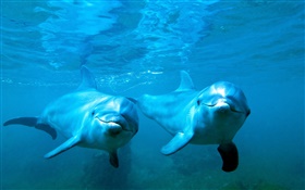 Golfinhos casal, mar, subaquático HD Papéis de Parede