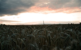 Noite, campo de trigo, colheita